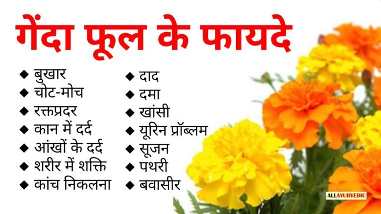 गेंदे के फूल में है चमत्कारी गुण जो कर देंगे आपको हैरान !!