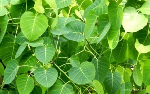 Health Benefits of Peepal Tree in Hindi