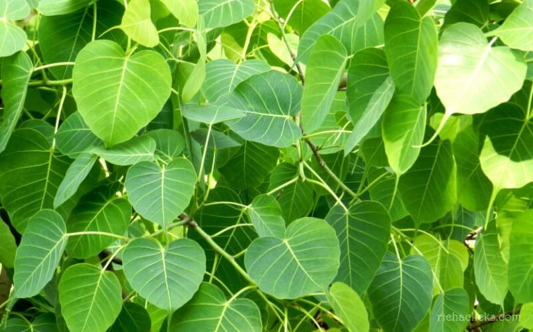 पीपल के 10 चमत्कारी फायदे | Health Benefits of Peepal Tree in Hindi