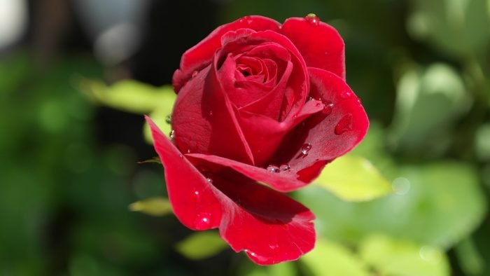 गुलाब के फायदे