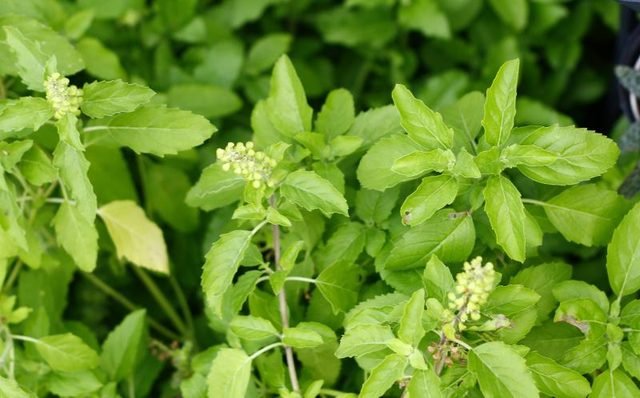 tulsi