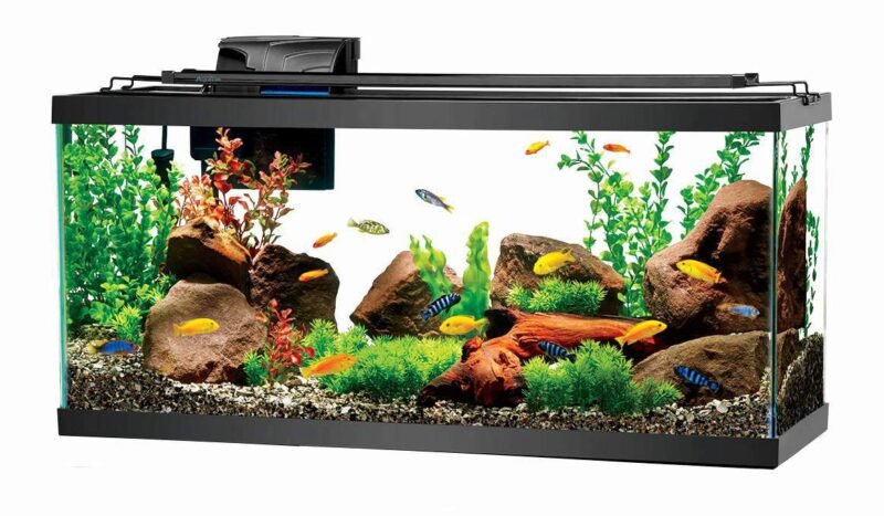 Main benefits of keeping the aquarium in the house