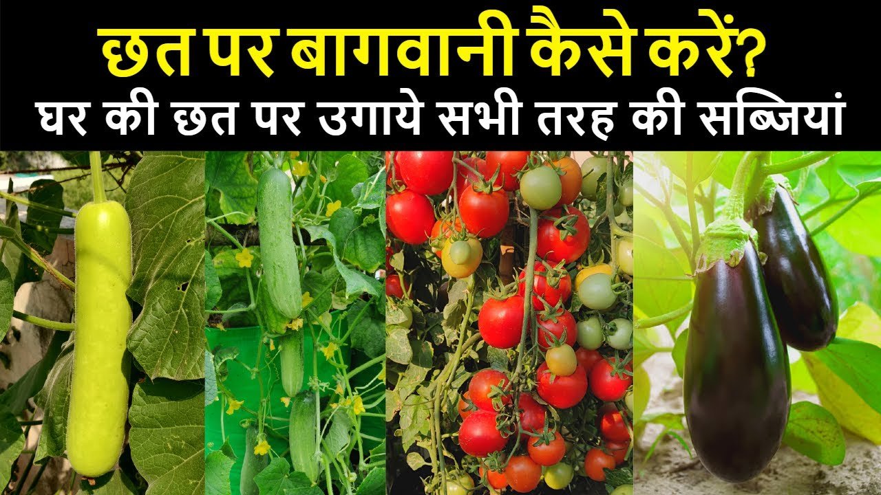 Chhat Par Bagwani Kaise Karen