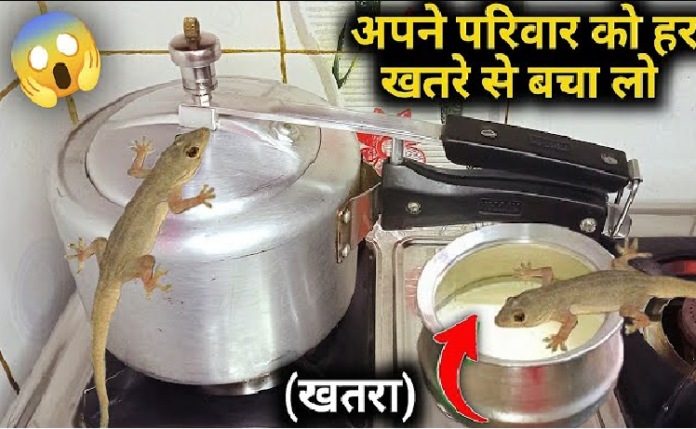 chipkali